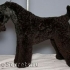 Kerry blue terrier